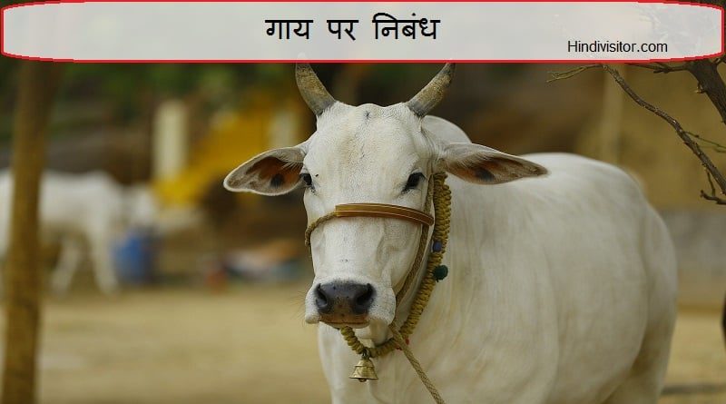 गाय पर निबंध